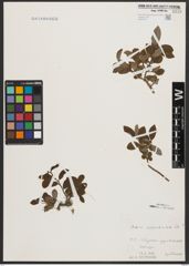 Foto von Salix appendiculata Vill.